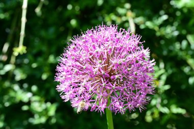 Bahçede çiçek açan soğan (Allium aflatunense)