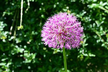 Bahçede çiçek açan soğan (Allium aflatunense)