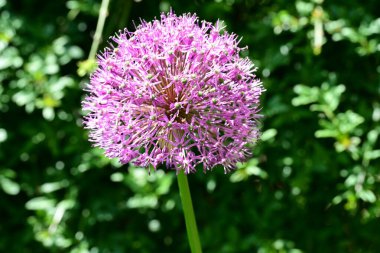 Bahçede çiçek açan soğan (Allium aflatunense)