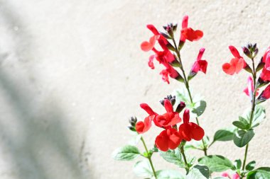 Güzel çiçeklerin yakın çekim görüntüsü, doğa konsepti arka plan