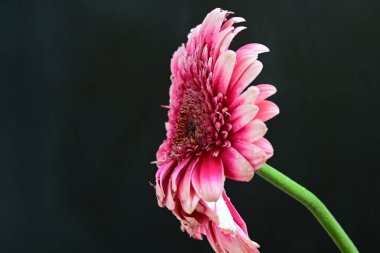 Güzel Gerbera çiçekleri, yaz konsepti, yakın görüş.