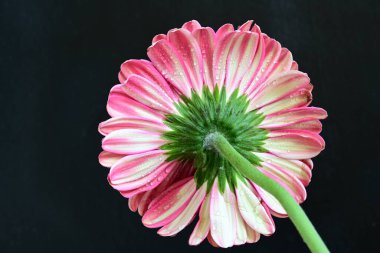 Karanlık arka planda güzel Gerbera çiçeği, yaz konsepti, yakın görüş 