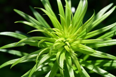 Güzel çiçeklerin yakın çekim görüntüsü, doğa konsepti arka plan