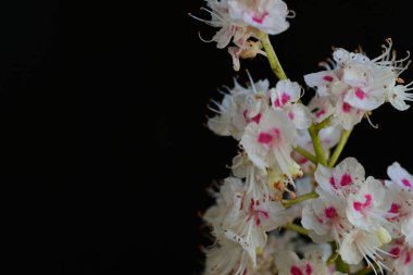 Baharda çiçek açan bir kestane ağacı, siyah arka planda güzel çiçekler. 