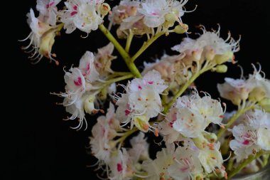 Baharda çiçek açan bir kestane ağacı, siyah arka planda güzel çiçekler. 