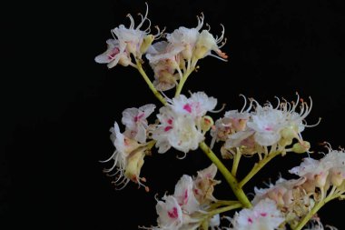 Baharda çiçek açan bir kestane ağacı, siyah arka planda güzel çiçekler. 