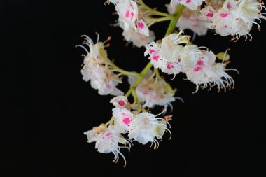 Baharda çiçek açan bir kestane ağacı, siyah arka planda güzel çiçekler. 