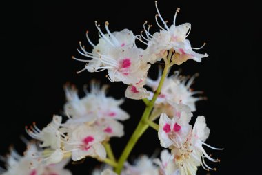 Baharda çiçek açan bir kestane ağacı, siyah arka planda güzel çiçekler. 