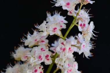 Baharda çiçek açan bir kestane ağacı, siyah arka planda güzel çiçekler. 