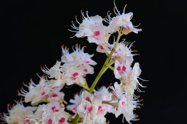 Baharda çiçek açan bir kestane ağacı, siyah arka planda güzel çiçekler. 