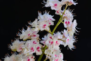 Baharda çiçek açan bir kestane ağacı, siyah arka planda güzel çiçekler. 