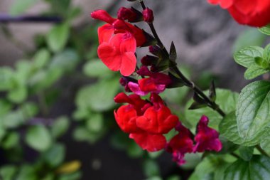 Bahçede büyüyen parlak kırmızı çiçekler