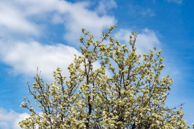 Bahçedeki ağaçta açan güzel bahar çiçekleri