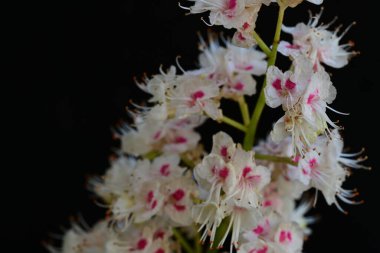 Kestane ağacı çiçek açmış. Yaklaş. 