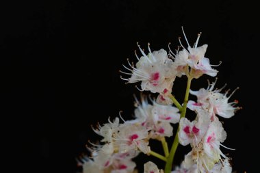 Kestane ağacı çiçek açmış. Yaklaş. 