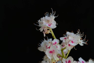 Kestane ağacı çiçek açmış. Yaklaş. 