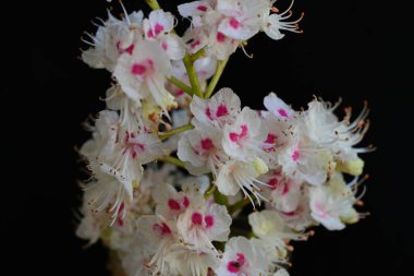 Kestane ağacı çiçek açmış. Yaklaş. 