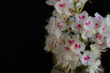 Kestane ağacı çiçek açmış. Yaklaş. 