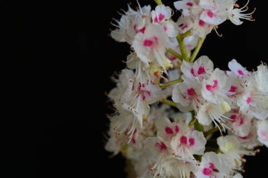 Kestane ağacı çiçek açmış. Yaklaş. 