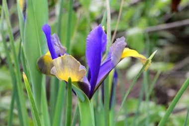Bahçedeki güzel iris çiçekleri