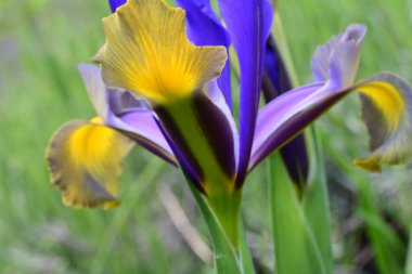 Bahçedeki güzel iris çiçekleri