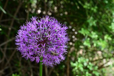 Güneşli yaz gününde bahçede yetişen güzel mor çiçekler.