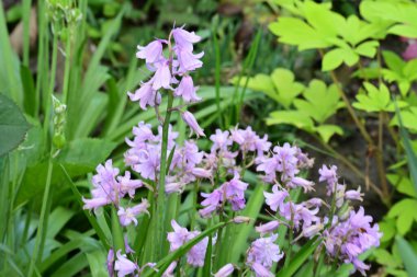 Güneşli yaz gününde bahçede yetişen güzel mor çiçekler.