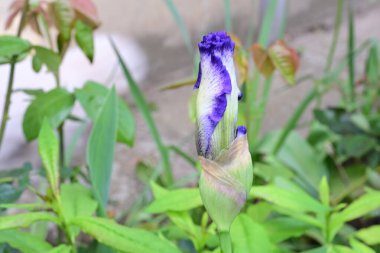 Güneşli yaz gününde bahçede yetişen güzel mor çiçekler.