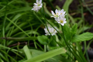 Bahçede büyüyen güzel beyaz çiçekler