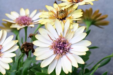 Osteospermum çiçekleri gibi parlak sarı renkli papatyalar.