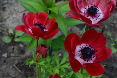 Bahçede büyüyen parlak kırmızı çiçekler