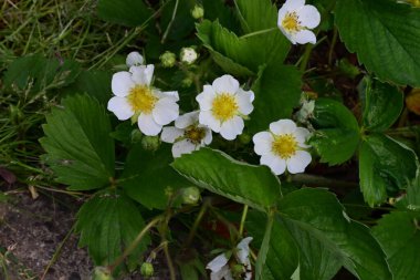 Bahçede büyüyen güzel beyaz çiçekler