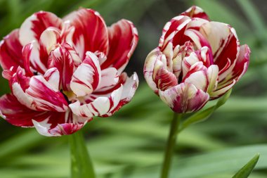 bahçede büyüyen kırmızı lale