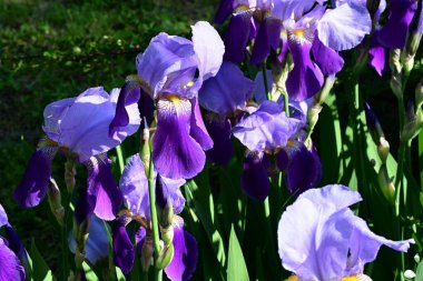 Bahçedeki güzel iris çiçekleri