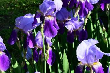 Bahçedeki güzel iris çiçekleri
