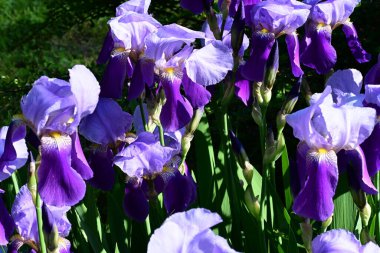 Bahçedeki güzel iris çiçekleri