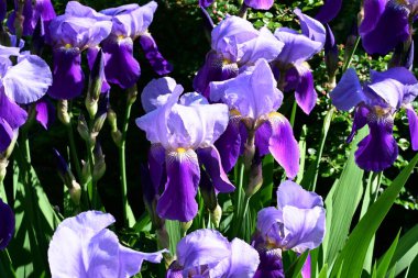 Bahçedeki güzel iris çiçekleri