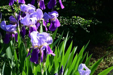 Bahçedeki güzel iris çiçekleri