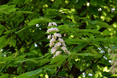 Kestane ağacı çiçek açmış. Yaklaş. 