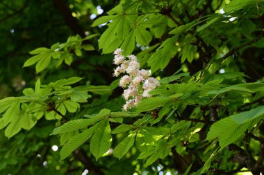 Kestane ağacı çiçek açmış. Yaklaş. 
