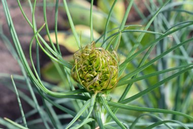 Bahçede taze yeşil çiçek tomurcuğunun yakın plan çekimi.