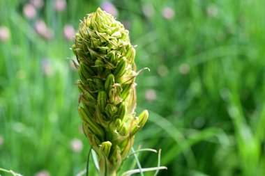 Bahçede taze yeşil çiçek tomurcuğunun yakın plan çekimi.