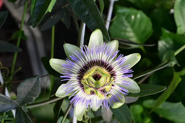 Güneşli yaz gününde bahçede yetişen güzel mor çiçekler.