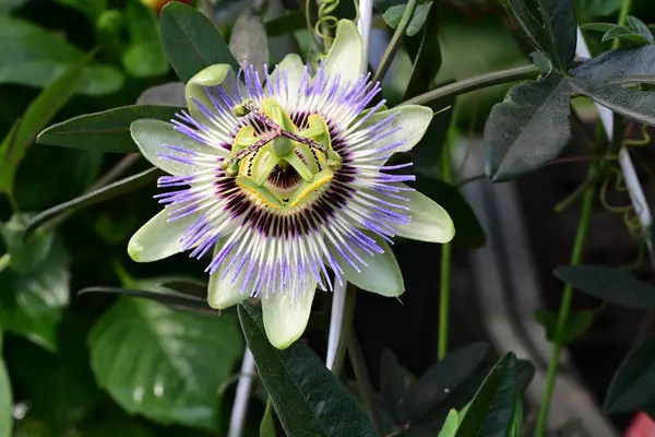 Güneşli yaz gününde bahçede yetişen güzel mor çiçekler.