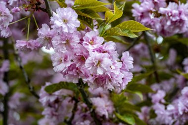 bahçede büyüyen güzel pembe çiçekler