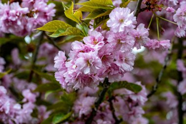 bahçede büyüyen güzel pembe çiçekler