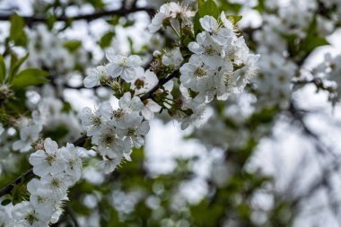 Bahçede büyüyen güzel beyaz çiçekler