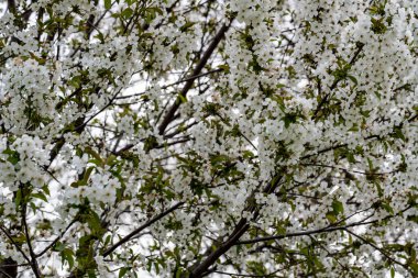 Bahçede büyüyen güzel beyaz çiçekler