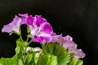 Siyah arka planda güzel pembe çiçekler