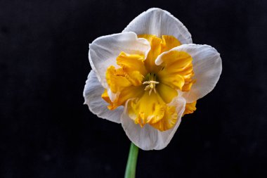 Siyah arkaplanda güzel sarı nergis çiçeği.